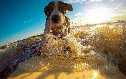 Urlaub mit Hund